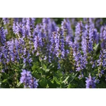 Salvia nemorosa Heaven in Blue  Ligeti zsálya kék virágú CS14