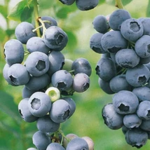 Vaccinium corymbosum 'Duke' - kék áfonya K2/3 30/50