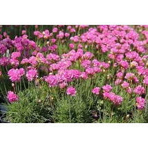 Armeria maritima Düsseldorf Stolz -  pázsitszegfű Cs14