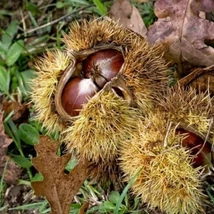 Castanea sativa 'Bouchle de Betizac' - Szelídgesztenye K7,5 150/200