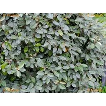 Elaeagnus x ebbingei 'Compacta' - Széleslevelű ezüstfa 1/2 standard CLT 20