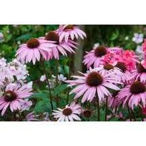 Echinacea 'August Königin - Bíbor kasvirág Cs14
