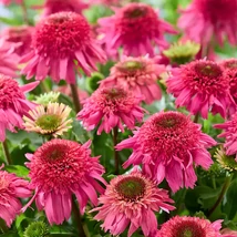 Echinacea Delicious Strawberry - Bíbor kasvirág Cs14