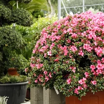 Azalea japonica in Varieta palla EXTRA - Azálea gömb EXTRA 60/80 C18L