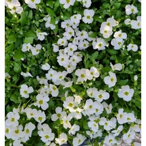 Aubrieta cuotoorum Regado White Pázsitviola  CS9
