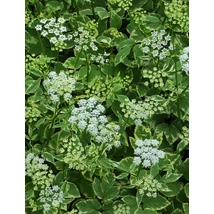 Aegopodium podagraria Variegatum Podagrafű CS9