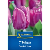 Kiepenkerl Tulipa Purple Prince korai  virágú tulipán virághagymák 7db