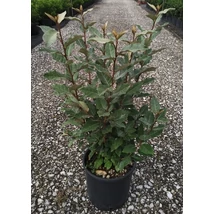 Elaeagnus x ebbingei 'Compacta' – Széleslevelű ezüstfa CLT 9