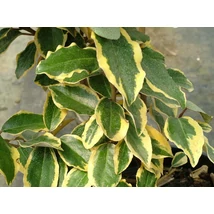 Elaeagnus x ebbingei 'Vivileg' Multitrank - Tarkalevelű ezüstfa CLT 55 H. 110/120