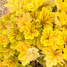 Heuchera Electra - Tűzeső Cs14