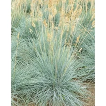 Festuca glauca Elijah Blue- kék deres csenkesz CS9