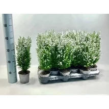 Chamaecyparis lawsoniana 'Ellwoodii' - Oszlopos oregoni hamisciprus CS6