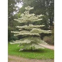 Cornus controversa - Emeletes som  CLT 9 H 100/120