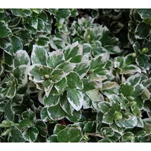 Euonymus fortunei Emerald Gaiety - Fehér-tarka kecskerágó K4,5 80-100