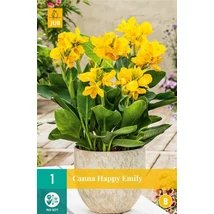 Jub Holland Canna virág Happy Emily 1-db