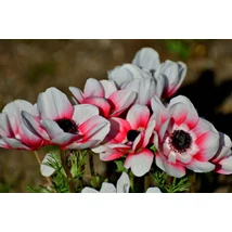 Anemone hupehensis Emmy Bicolor - Szellőrózsa Cs14