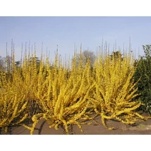 Forsythia x intermedia 'Week-End' - Aranycserje/aranyfa K 5L 60/80