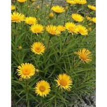 Inula ensifolia 'Compacta' – Törpe kardlevelű peremizs CS9