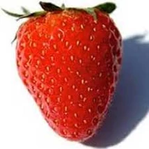 Fragaria Clery - Korai naggyümölcsű eper CS9