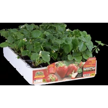 Palánta Eper folytontermő PAKK Mara des Bois 4db/pakk SK