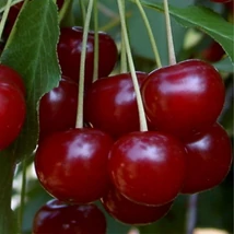 Gyümölcsfa Érdi jubileum meggy K9 200/250