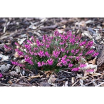 Erica carnea 'Tanja'- Erika