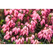 Erica carnea 'Corinna'- Erika
