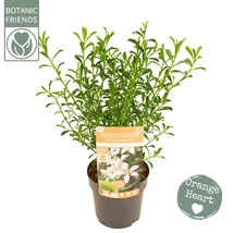 Eriostemon myoporoides ‘Flower Girl White’ – Ausztrál viaszvirág