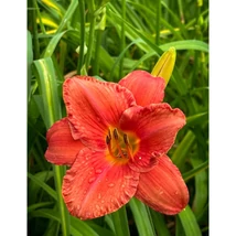 Hemerocallis South Seas- Sásliliom K2l