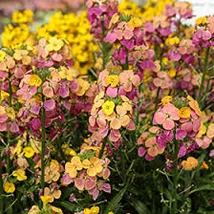 Erysimum linifolium Erysistible Tricolor - Lenlevelű repcsény Cs14