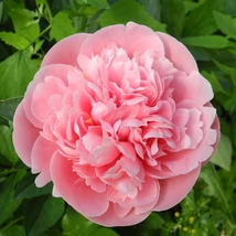 Paeonia lactiflora Festiva Maxima- Illatos bazsarózsa 3L
