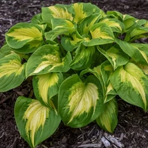 Hosta Shodowland Etched Glass Árnyliliom Cs14