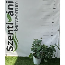 Eucalyptus gunnii - Eukaliptusz 40/60