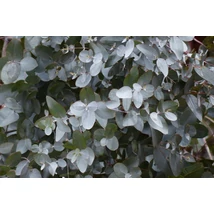 Eucalyptus gunnii 'Silver Dollar' -  Nagylevelű havasi eukaliptusz K2l