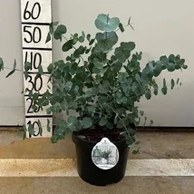 Eucalyptus gunnii  - Ezüst eukaliptusz D17