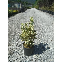 Euonymus japonicus 'Bravo' - Japán kecskerágó fehértarka C9 60/80