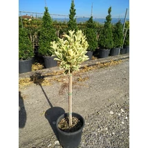 Euonymus japonicus 'Bravo' - Japán kecskerágó fehértarka 1/4 törzses C9