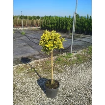 Euonymus japonicus 'Aurea' - Japán kecskerágó 1/2 standard C20 D 40/50