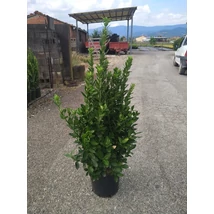 Euonymus japonicus - Japán kecskerágó C9 