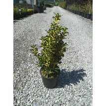 Euonymus japonicus 'Aureopictus'- Sárgatrka levelű japán kecskerágó CLT3