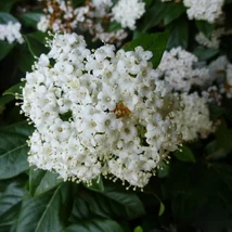 Viburnum tinus 'Eve Price' – Örökzöld bangita 1/2 standard CLT25 50/60