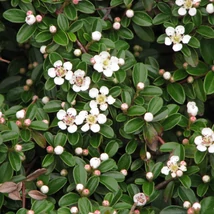 Cotoneaster 'Evergreen' - Madárbirs