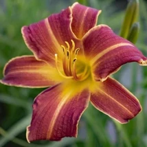 Hemerocallis Little Squiz - Sásliliom K2