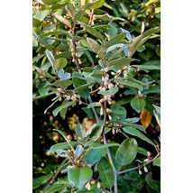Elaeagnus x ebbingei 'Vivileg' - Széleslevelű ezüstfa 1/2 standard C25 60/70 