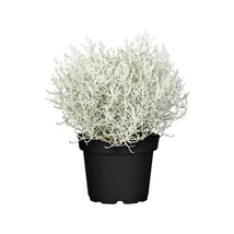 Párnacserje Ezüstfej (Calocephalus Brownii) Cs10,5