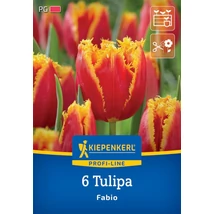 Kiepenkerl Fabio tulipán virághagymák 6db Kiepenkerl Fabio tulipán virághagymák 6db