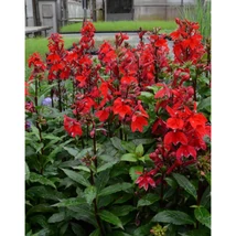 Lobelia x speciosa Fan Scarlet - Pompás lobélia piros CS9