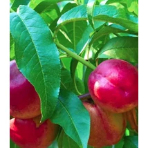 Prunus persica Fantasia - Nektarin  K10 