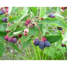 Amalanchier spicata - Fürtös fanyarka - mézalmácska 40/60