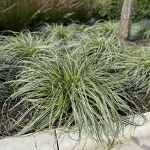 Carex oshimensis ‘Feather Falls’ – madárlábú sás CS14